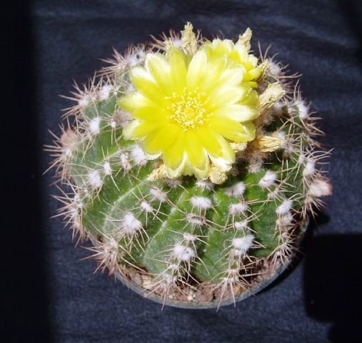 Notocactus_megapotimicus